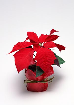 大阪で原状回復工事を依頼するのなら