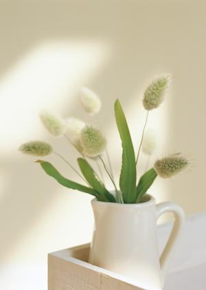 東京で観葉植物を気軽にレンタル